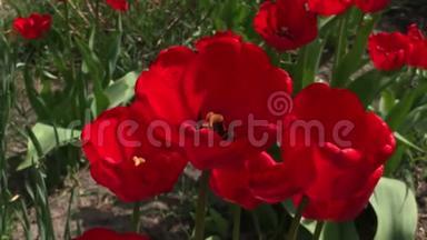 盛开在花园里的红色郁金香。 种在花园里的红色郁金香。 春天的花园。 五颜六色的郁金香在花坛里。 美丽美丽